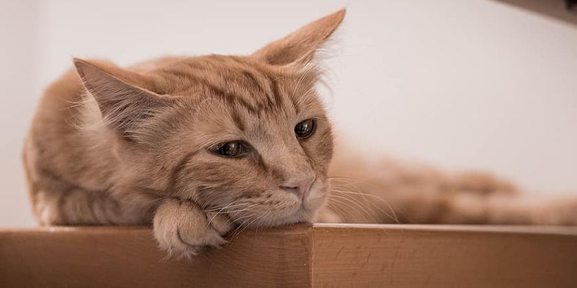 Le chat présente un taux de créatinine élevé.