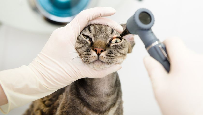 Vérification de la pression du fond d'œil