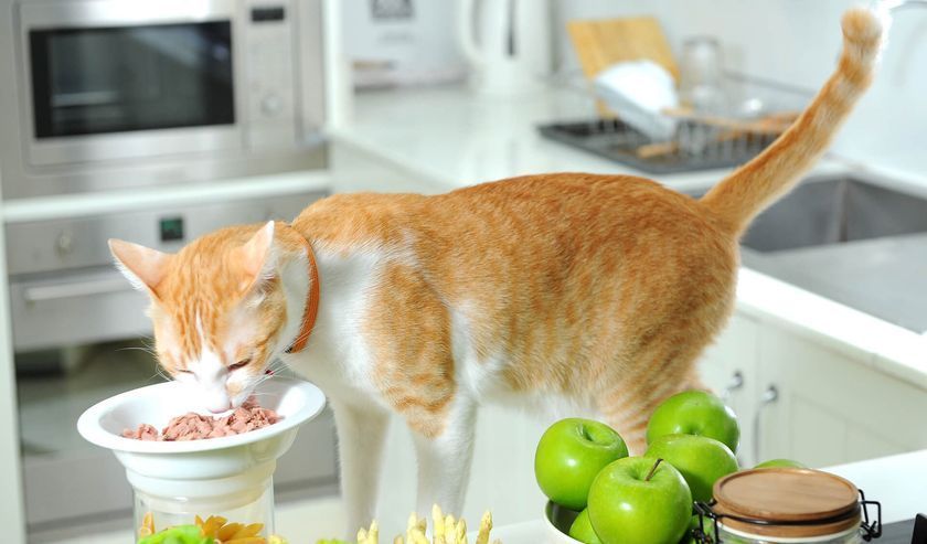 Nourriture pour chats