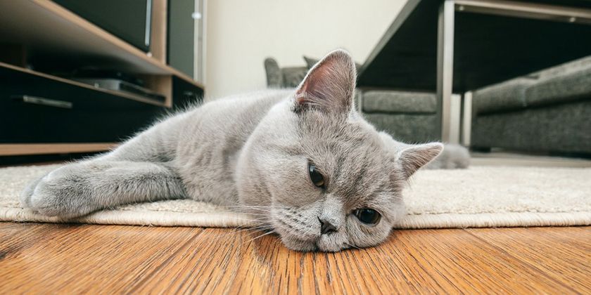 La créatinine est élevée chez un chat