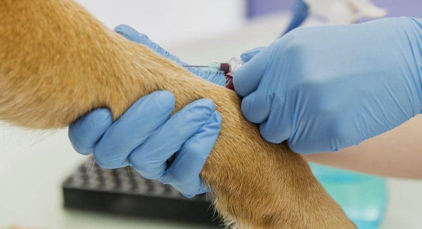 Prélèvement sanguin