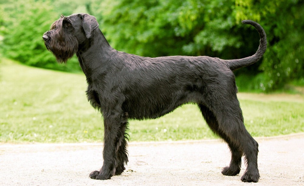 Schnauzer géant