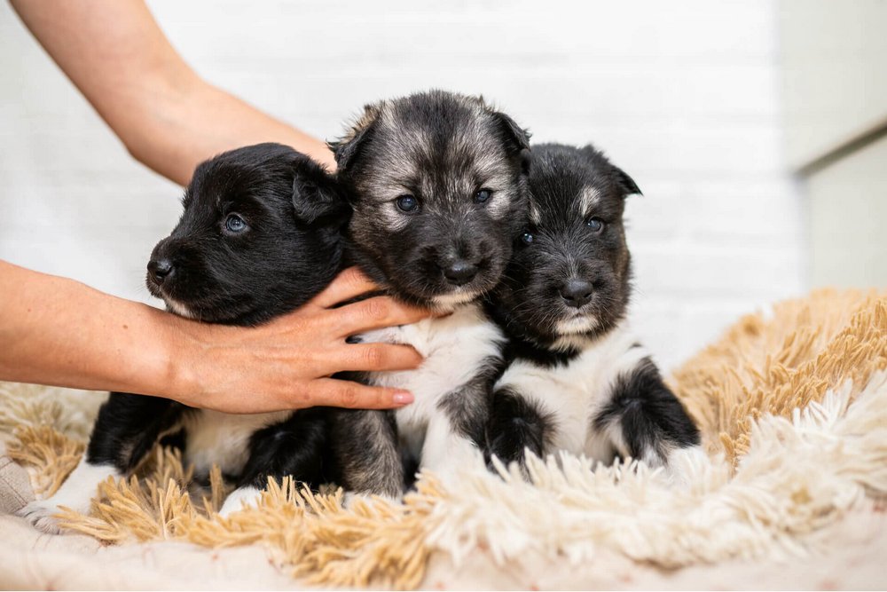 Des chiots sur une couverture près des mains