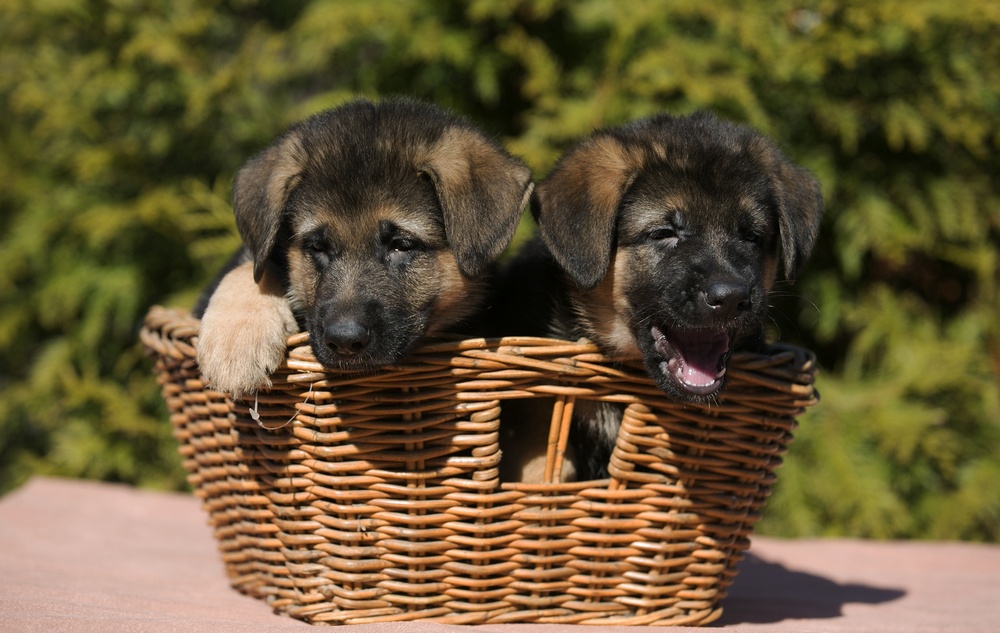 Chiots dans un panier