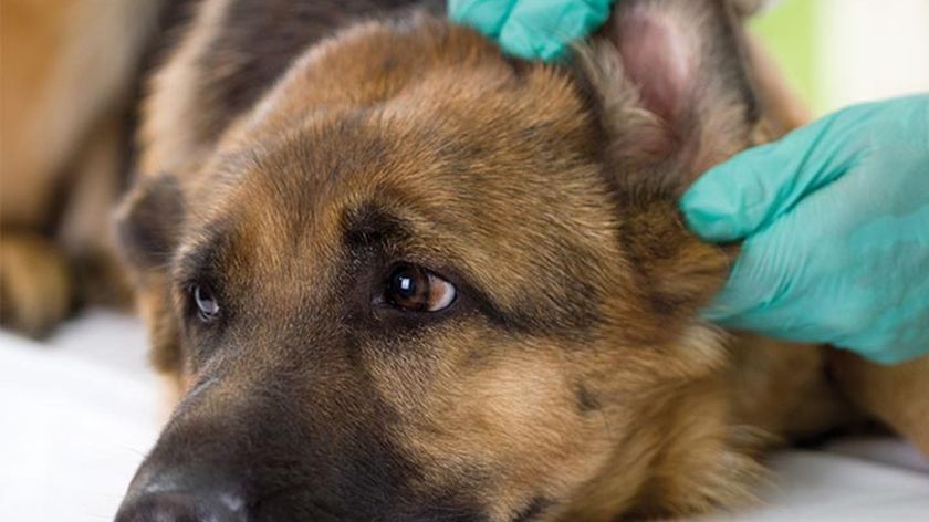 Traitement de la vascularite