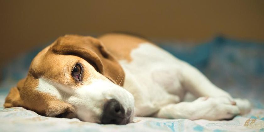 Vascularite chez le chien