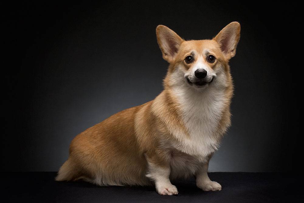 Welsh Corgi