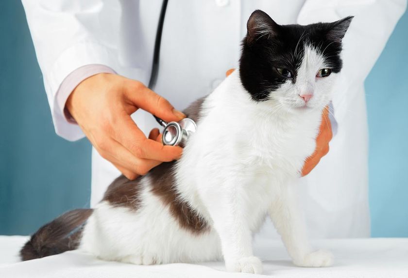 Chat et vétérinaire