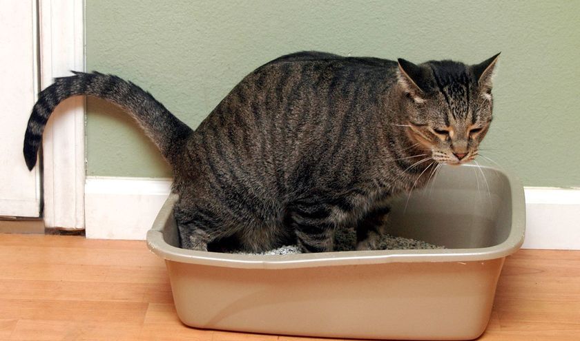 Chat dans la litière