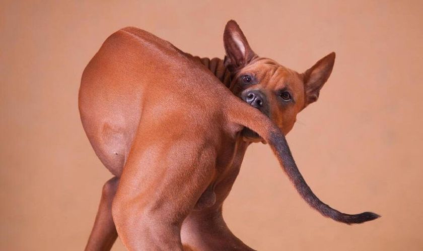 Démangeaisons chez un chien