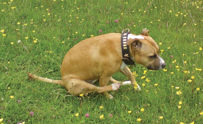 Le chien « chevauche son derrière »