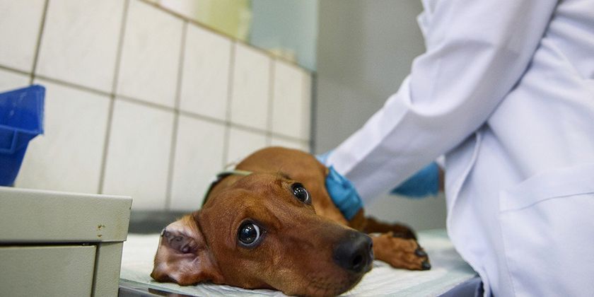 Hémorroïdes chez les chiens