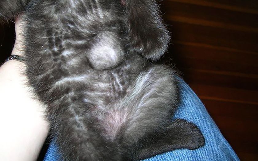 Hernie chez un chaton