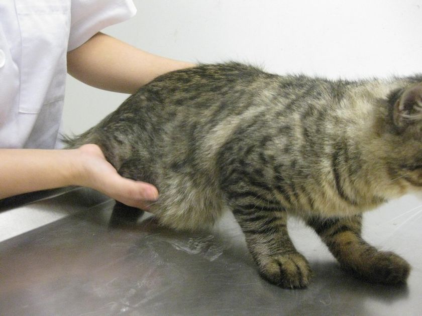 Une hernie chez un chat