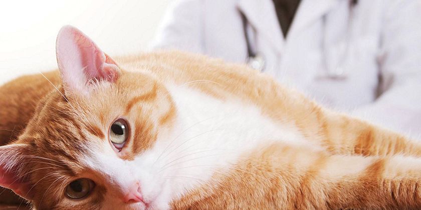 Un chat à la clinique