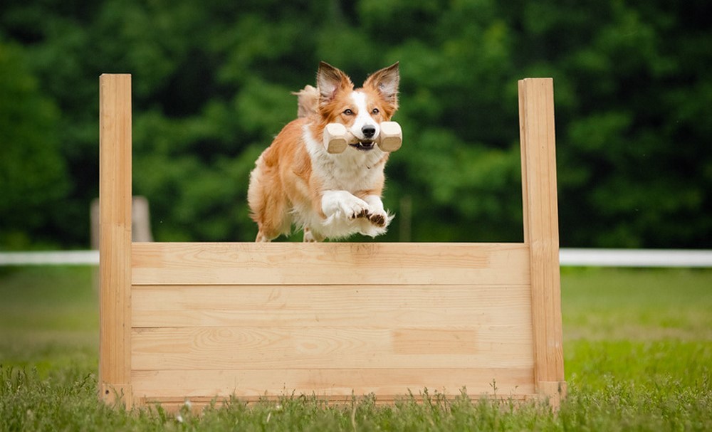 Chien et obstacle