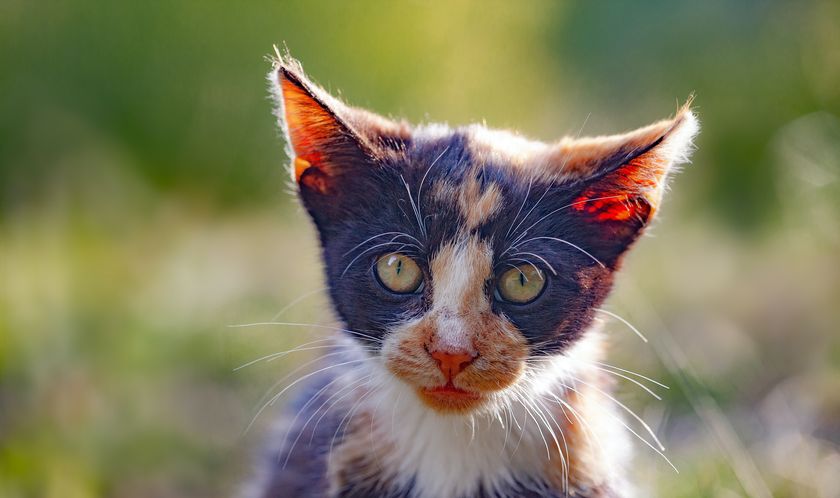 Avitaminose chez un chat