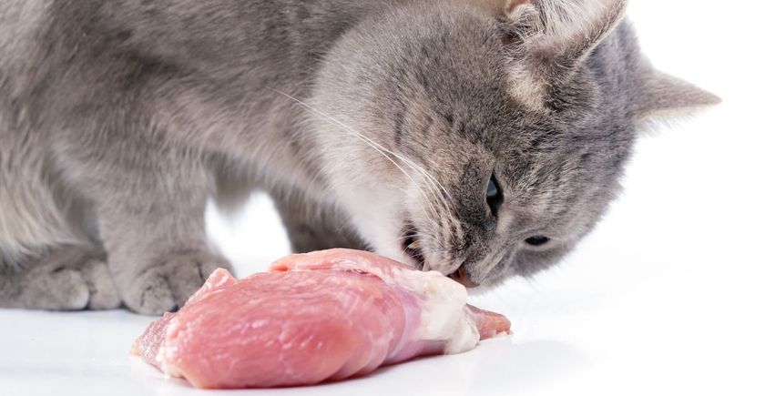 Le chat mange de la viande