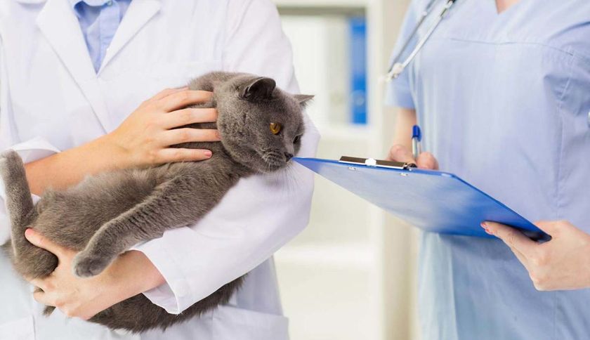 Un chat chez le médecin