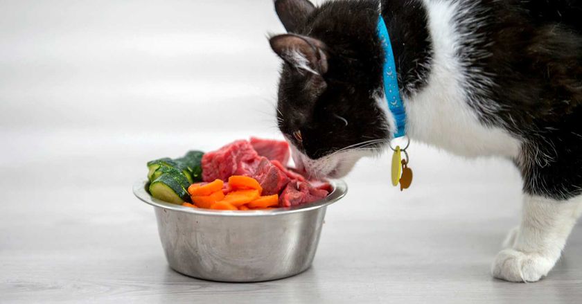 Aliments naturels pour chats