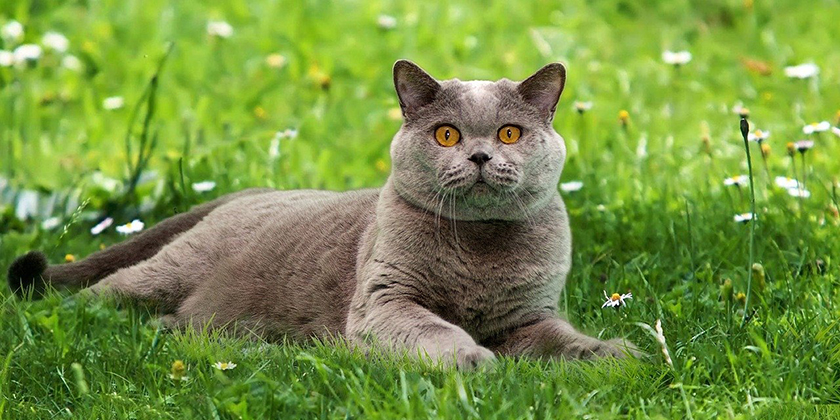 Avitaminose chez les chats