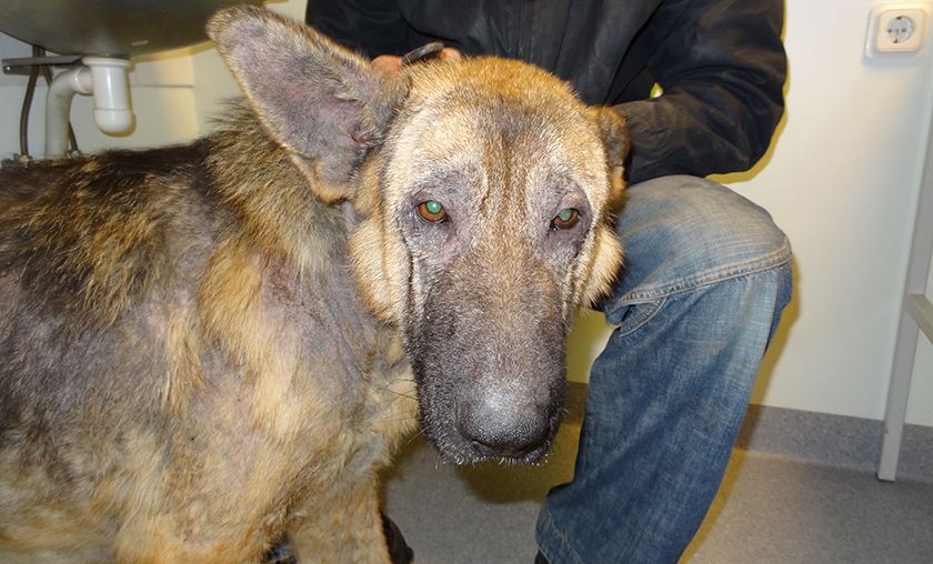 Un chien atteint de gale