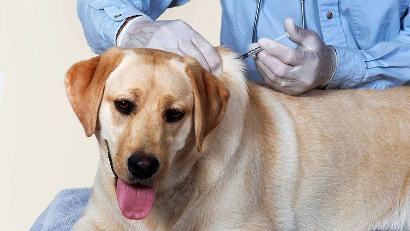 Vaccination d'un chien