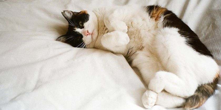 Dysplasie de la hanche chez les chats