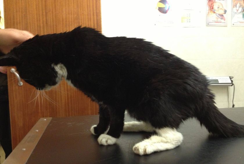 Un chat à la clinique