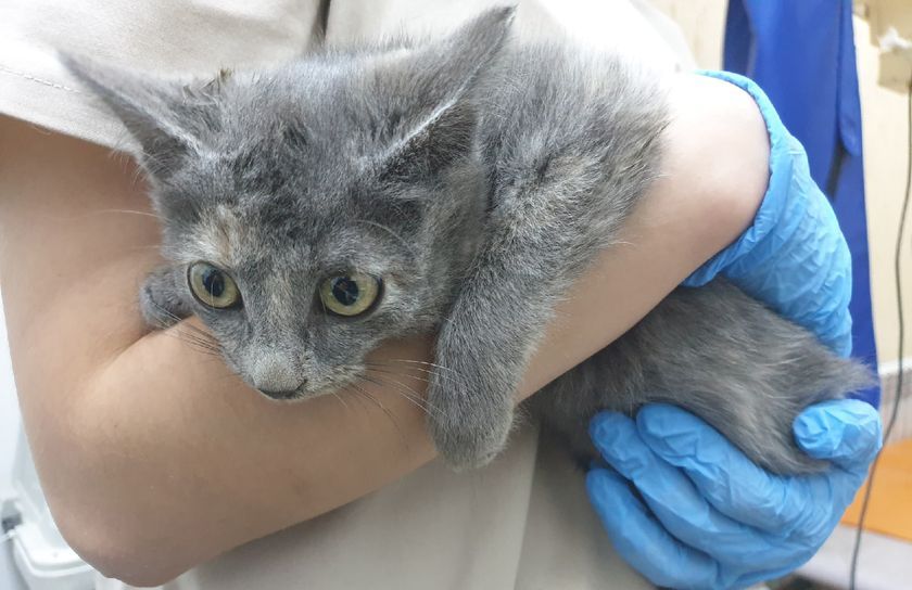 Chaton chez le docteur