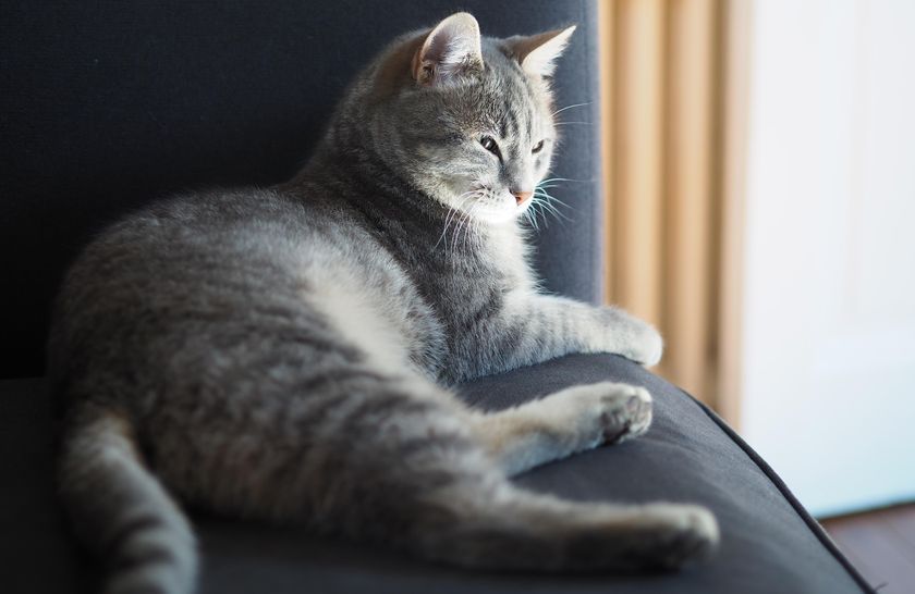 Un chat près de la fenêtre