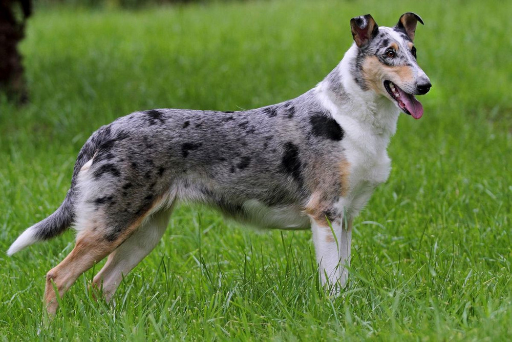 Couleur merle chez les collies