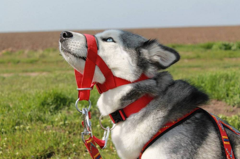 licol pour husky