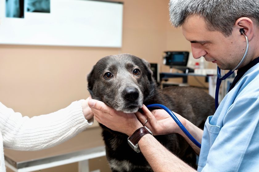 Un chien chez le médecin