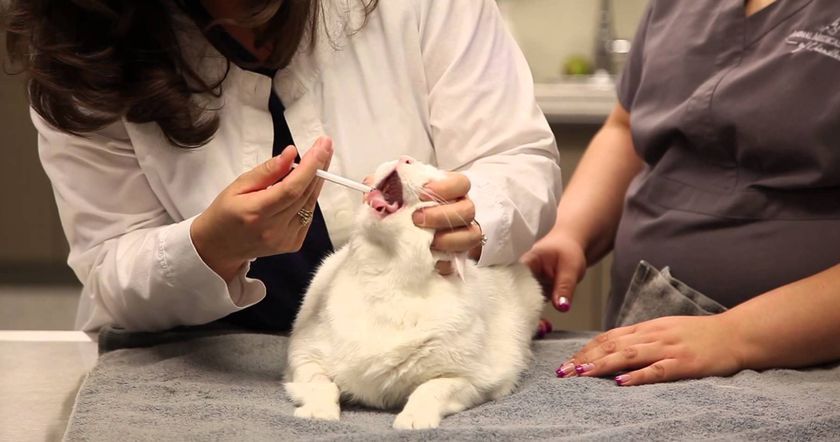 traitement pour chats