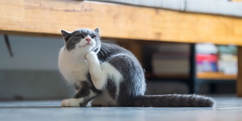 Dermatite atopique chez les chats