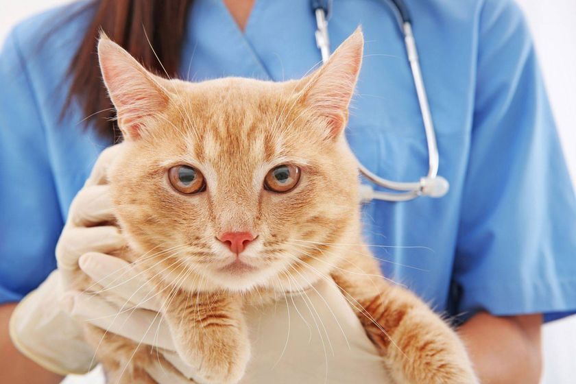 Un chat chez le médecin
