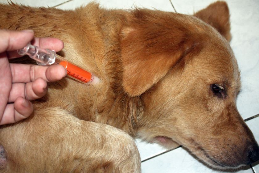 Injection pour chien