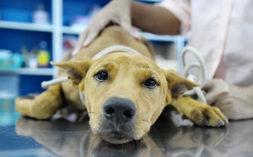 Traitement du diabète insipide