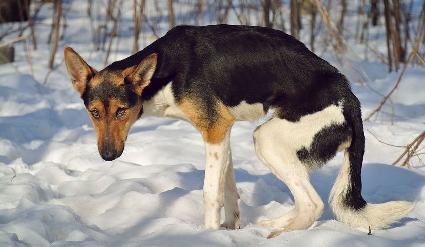 Symptômes du diabète insipide