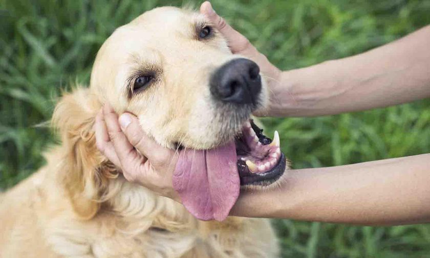 Chien en bonne santé