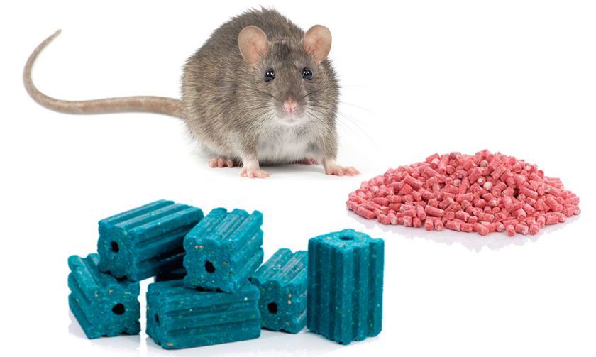 poison pour rats