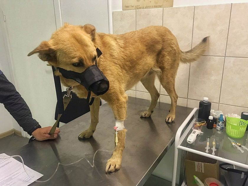 Chien à la clinique vétérinaire