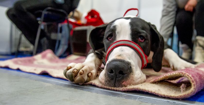Le chien a été empoisonné.