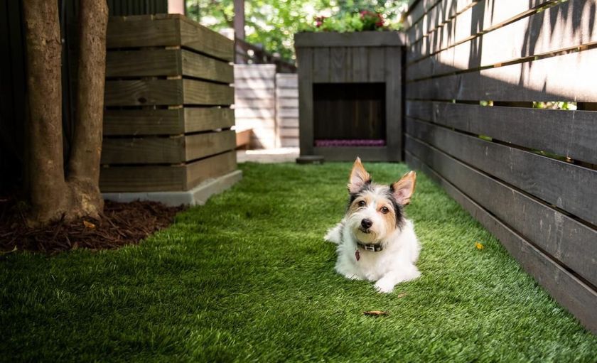 Un chien dans une maison privée