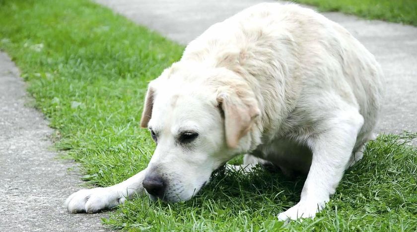 Le chien a été empoisonné.