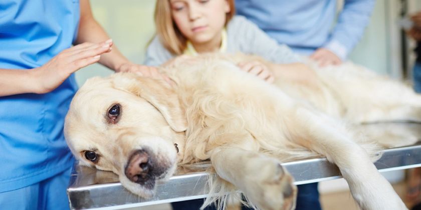 Le chien a mangé du poison pour rats
