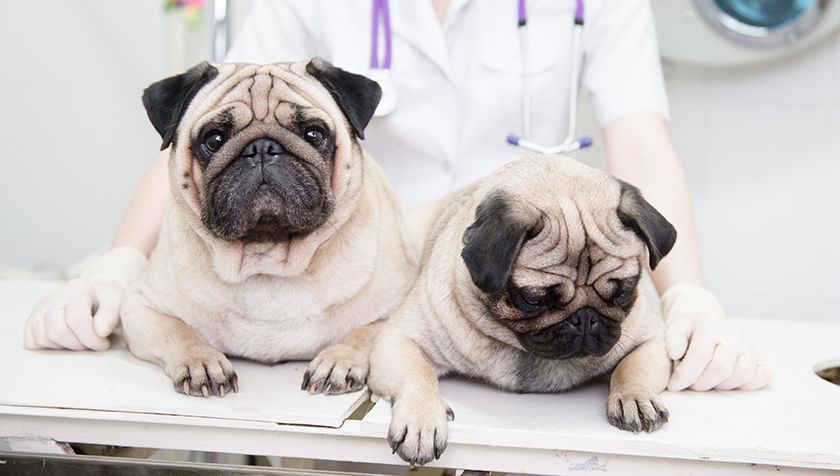 Chiens à la clinique