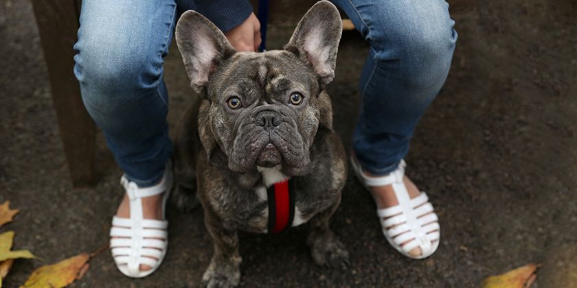 Syndrome brachycéphale chez le chien