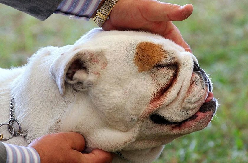 Brachycéphalie chez un chien